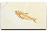 Detailed Fossil Fish (Diplomystus) - Wyoming #357597-1